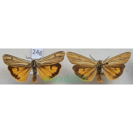 Spiris striata (Linnaeus, 1758) 2xmale Pstrokówka kreskówka Slovakia24g